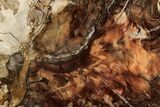 Colorful Petrified Wood (Araucaria) Slab - Madagascar #358040-1